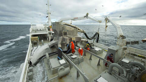 Foto: Johan Wildhagen / Norwegian Seafood Council