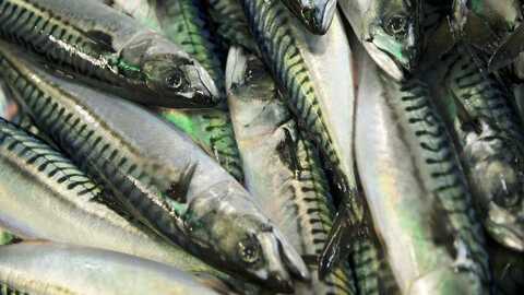 Makrell. Foto: Johan Wildhagen / Norwegian Seafood Council
