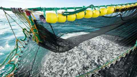 Illustrasjonsfoto: Johan Wildhagen / Norwegian Seafood Council