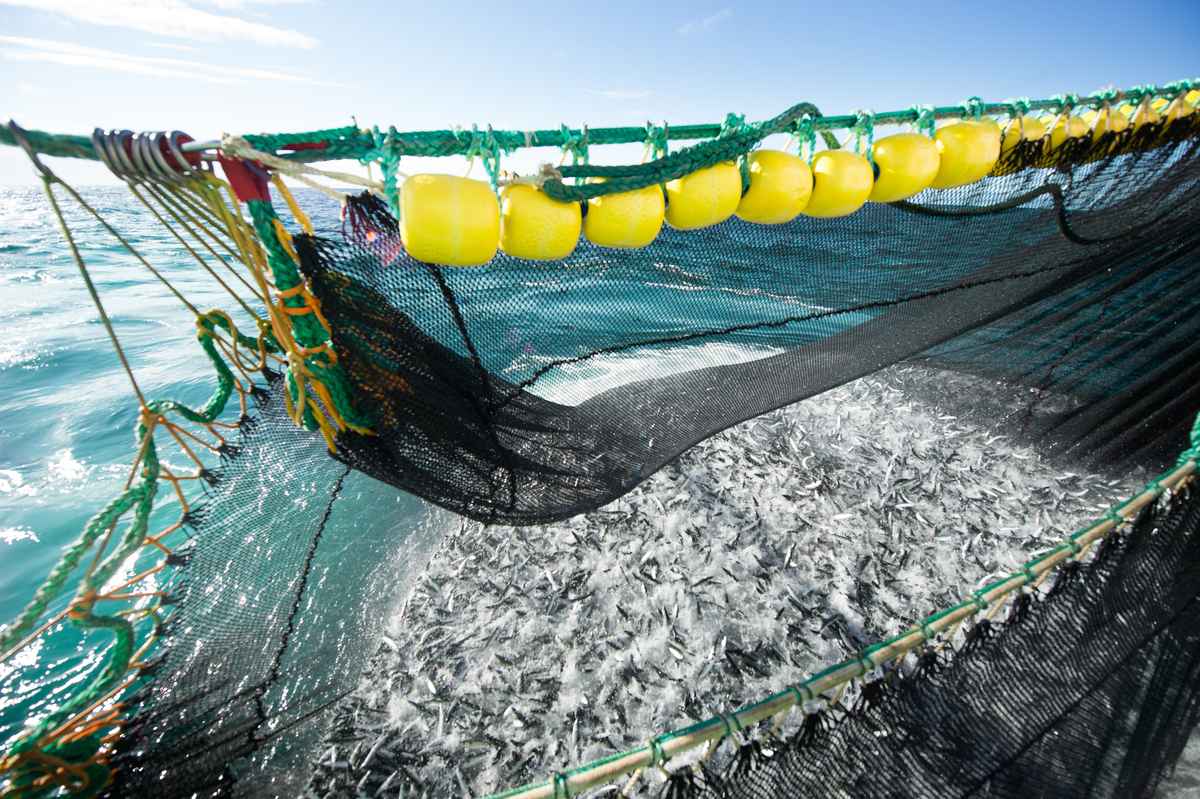 Illustrasjonsfoto: Johan Wildhagen / Norwegian Seafood Council