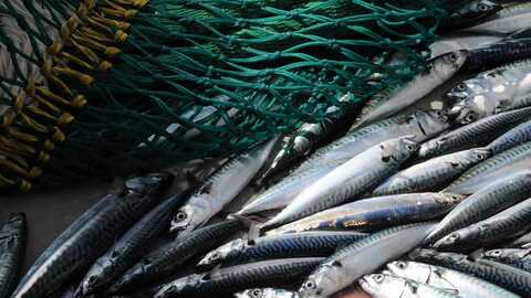 En fangst av makrell og noe sild under et forskningstokt. Illustrasjonsfoto: Leif Nøttestad / Havforskningsinstituttet