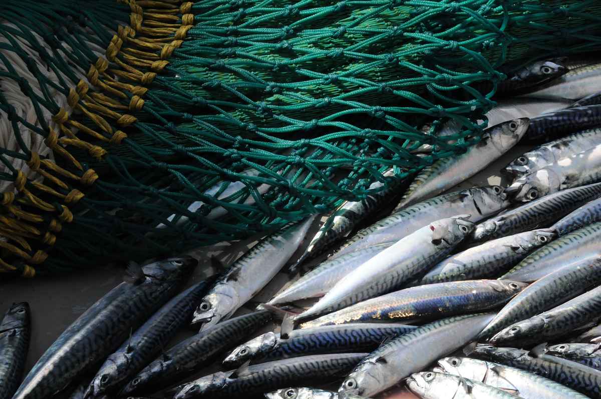 En fangst av makrell og noe sild under et forskningstokt. Illustrasjonsfoto: Leif Nøttestad / Havforskningsinstituttet