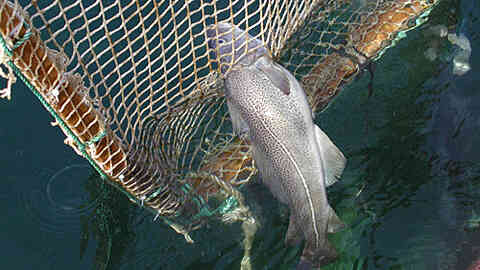 Nysgjerrig torsk. I stedet for å svømme rundt det oppsatte notpanelet, har fisken forsøkt å komme seg gjennom et alt for lite hull. Foto: Prosjektet Rømmingssikker not for torsk