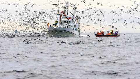 Illustrasjonsfoto: Grethe Hillersøy / Norwegian Seafood Council