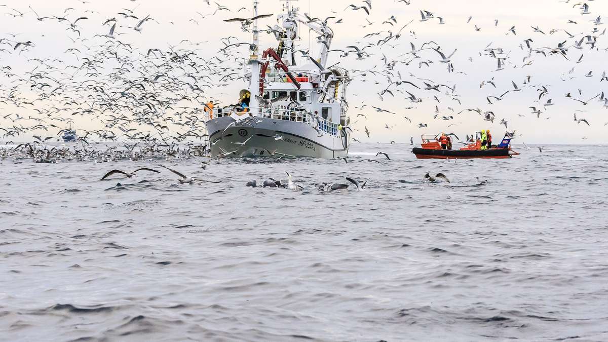 Illustrasjonsfoto: Grethe Hillersøy / Norwegian Seafood Council