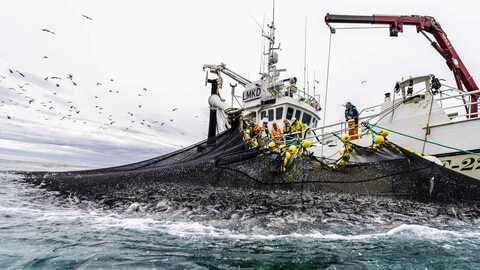 Sildefiske. Foto: Grethe Hillersøy / Norwegian Seafood Council