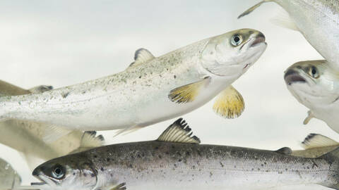 Laksesmolt. Illustrasjonsfoto: Johan Wildhagen / Norwegian Seafood Council