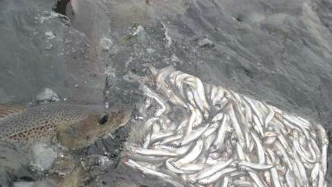 Mating av levendelagret torsk med frossen lodde. Arkivfoto: NFD