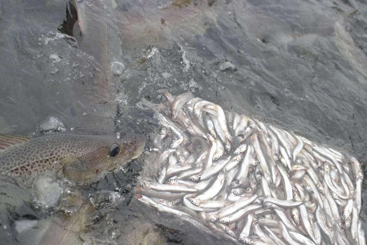 Mating av levendelagret torsk med frossen lodde. Arkivfoto: NFD