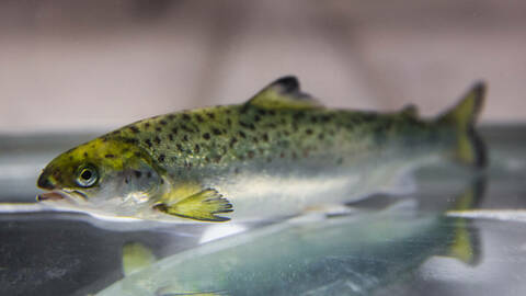 Illustrasjonsfoto: Terje Aamodt / Nofima