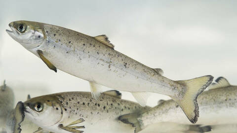 Illustrasjonsfoto: Johan Wildhagen / Norwegian Seafood Council