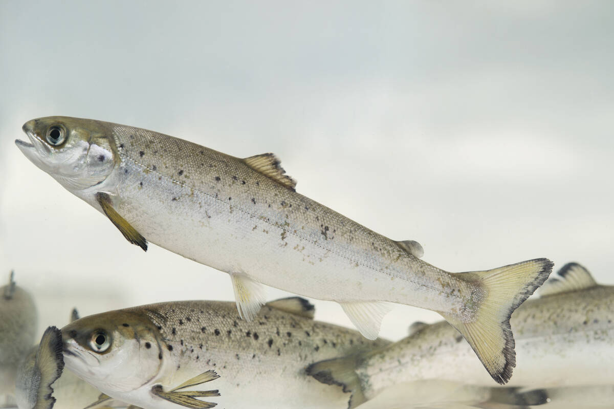 Laksesmolt. Illustrasjonsfoto: Johan Wildhagen / Norwegian Seafood Council