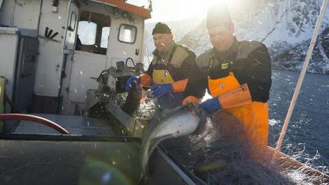 Illustrasjonsfoto: Johan Wildhagen / Norwegian Seafood Council