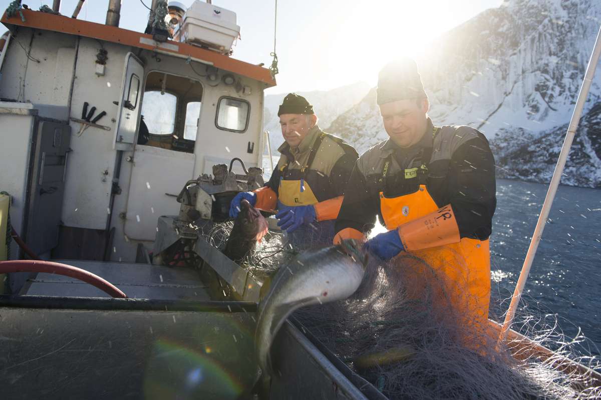 Illustrasjonsfoto: Johan Wildhagen / Norwegian Seafood Council