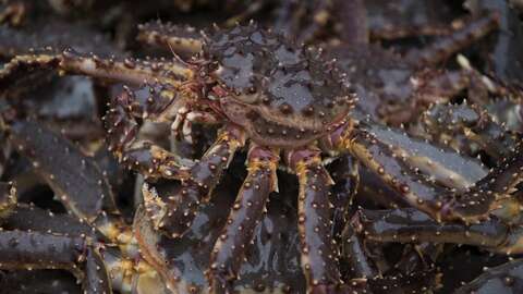 Kongekrabber. Foto: Johan Wildhagen / Norwegian Seafood Council