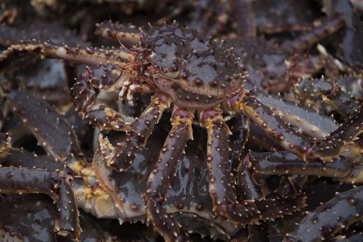 Kongekrabber. Foto: Johan Wildhagen / Norwegian Seafood Council