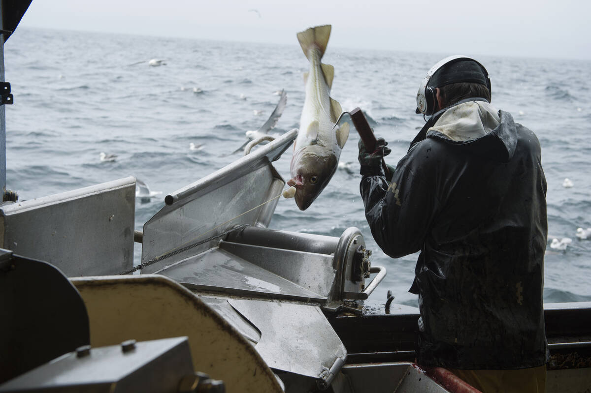 Linefiske. Foto: Johan Wildhagen / Norwegian Seafood Council