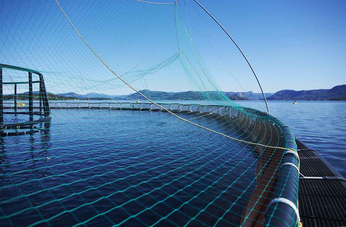 Illustrasjonsfoto: Mattilsynet