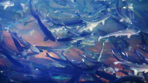 Illustrasjonsfoto: Mattilsynet