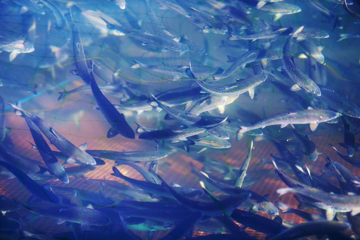 Illustrasjonsfoto: Mattilsynet