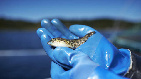 Leppefisk. Illustrasjonsfoto: Mattilsynet