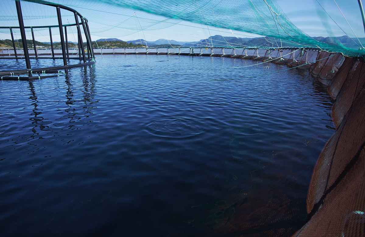 Illustrasjonsfoto: Mattilsynet