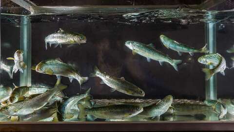 Laksesmolt i akvarium på Sunndalsøra. Denne er av same type som vart nytta i forsøket. Foto: Nofima