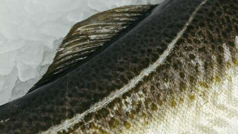 Foto: Marius Fiskum / Norges sjømatråd 