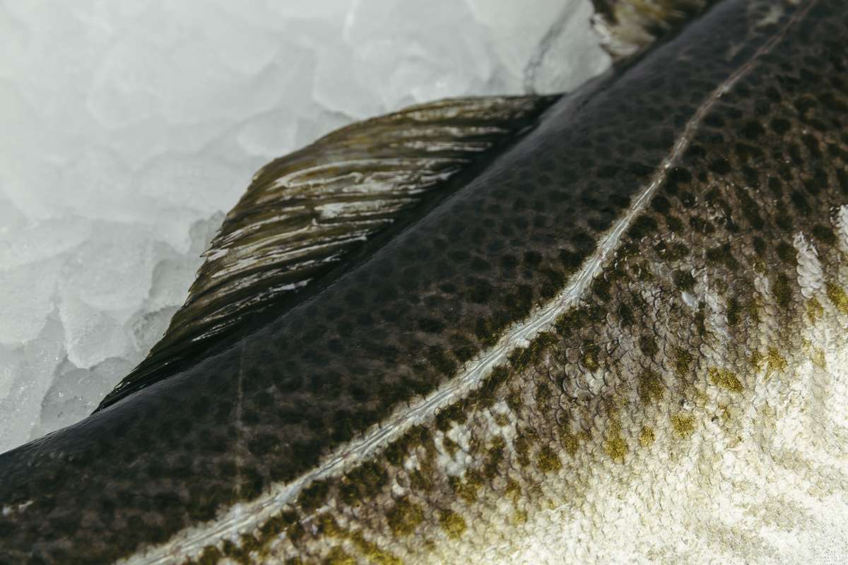 Foto: Marius Fiskum / Norges sjømatråd 