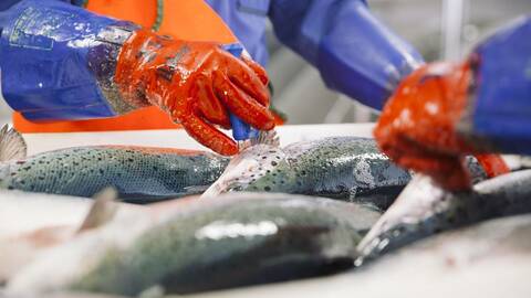 Illustrasjonsfoto: Marius Fiskum / Norwegian Seafood Council
