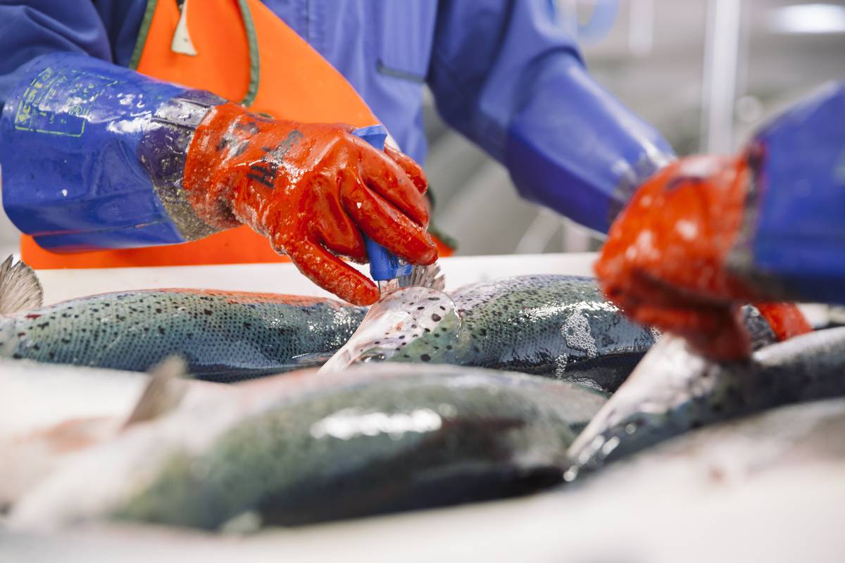 Illustrasjonsfoto: Marius Fiskum / Norwegian Seafood Council