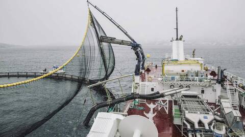 Illustrasjonsfoto: Marius Fiskum / Norwegian Seafood Council