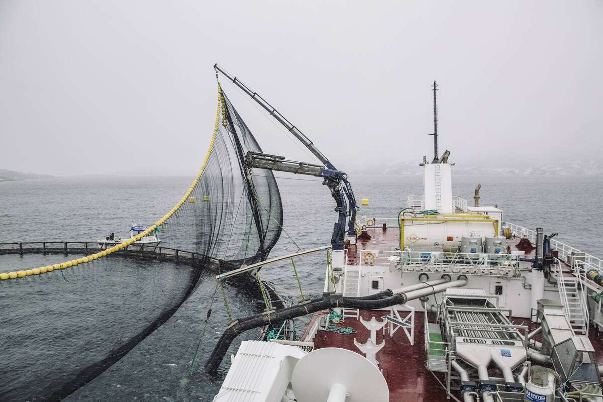 Illustrasjonsfoto: Marius Fiskum / Norwegian Seafood Council