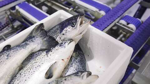 Illustrasjonsfoto: Marius Fiskum / Norwegian Seafood Council