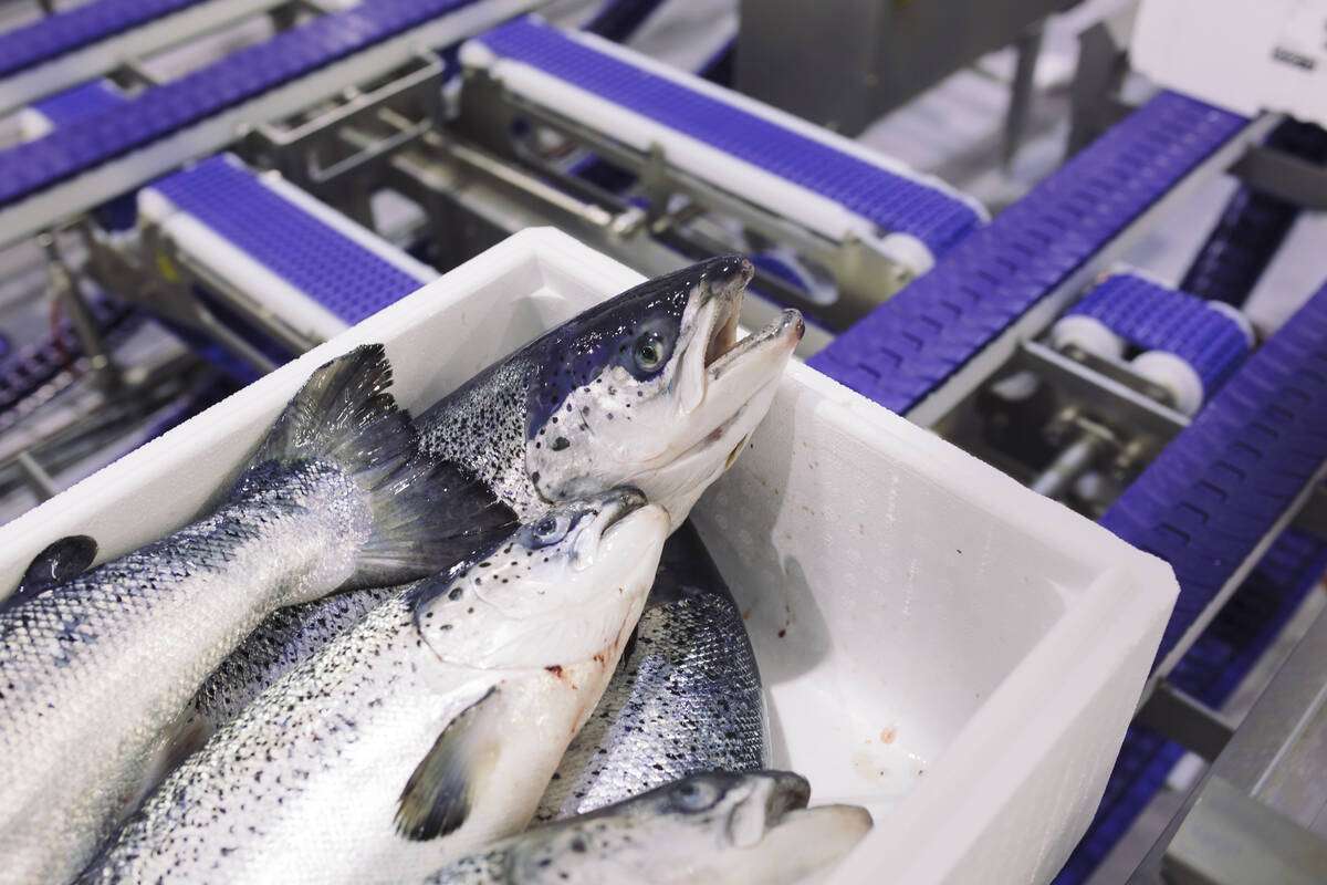 Illustrasjonsfoto: Marius Fiskum / Norwegian Seafood Council