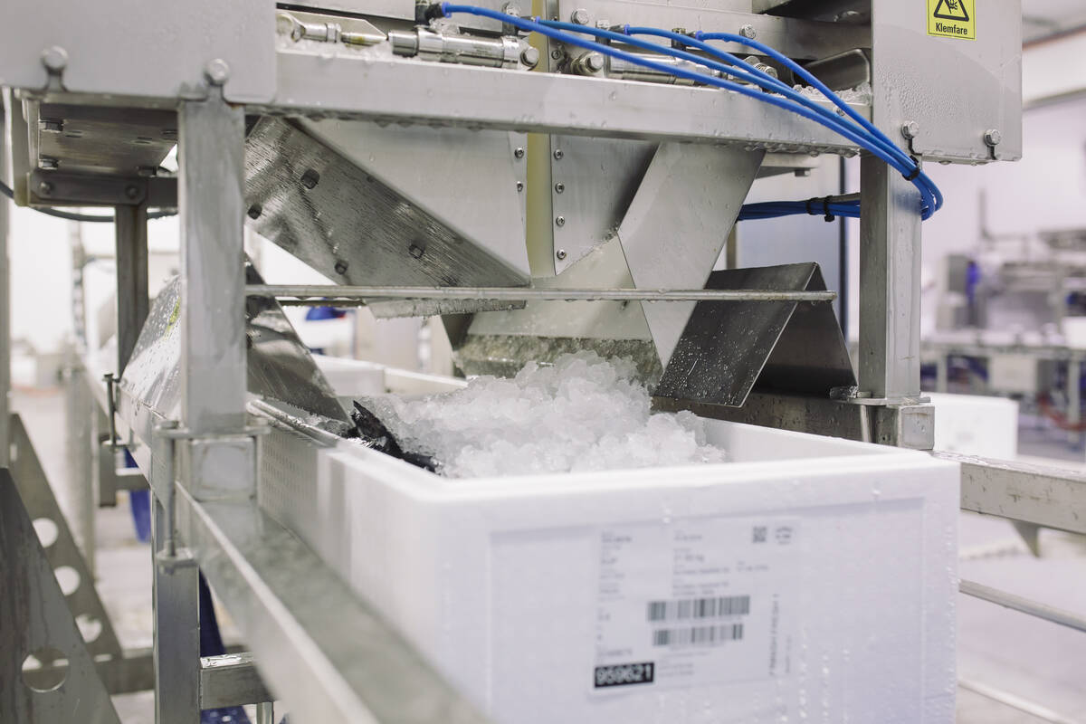 Illustrasjonsfoto: Marius Fiskum / Norwegian Seafood Council