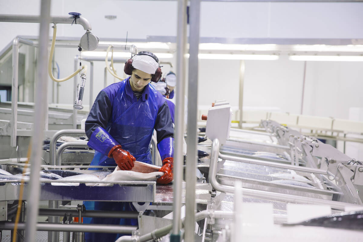 Illustrasjonsfoto: Marius Fiskum / Norwegian Seafood Council