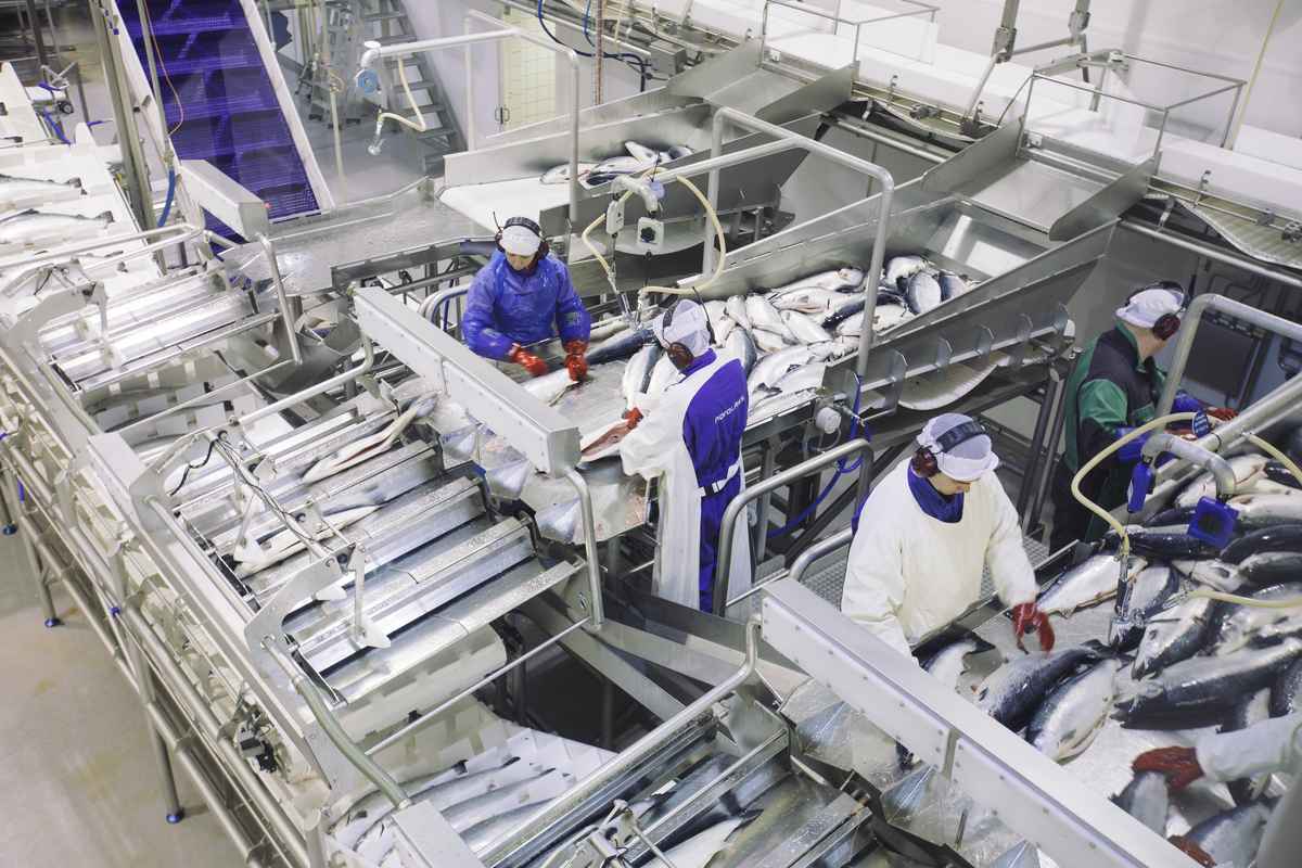 Illustrasjonsfoto: Marius Fiskum / Norwegian Seafood Council