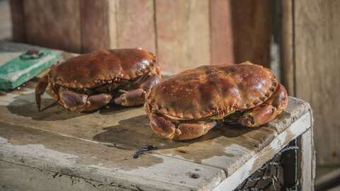 Taskekrabbe. Illustrasjonsfoto: Andreas Lindlahr / Norwegian Seafood Council