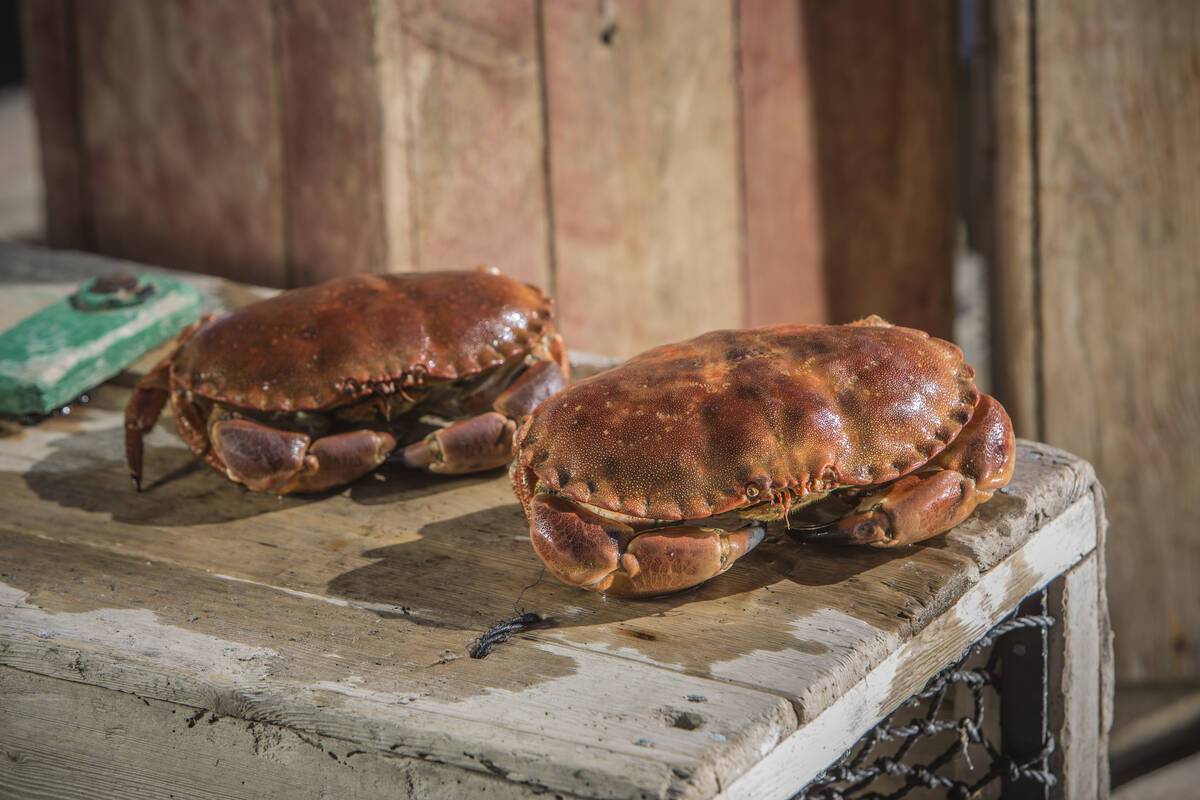 Taskekrabbe. Illustrasjonsfoto: Andreas Lindlahr / Norwegian Seafood Council