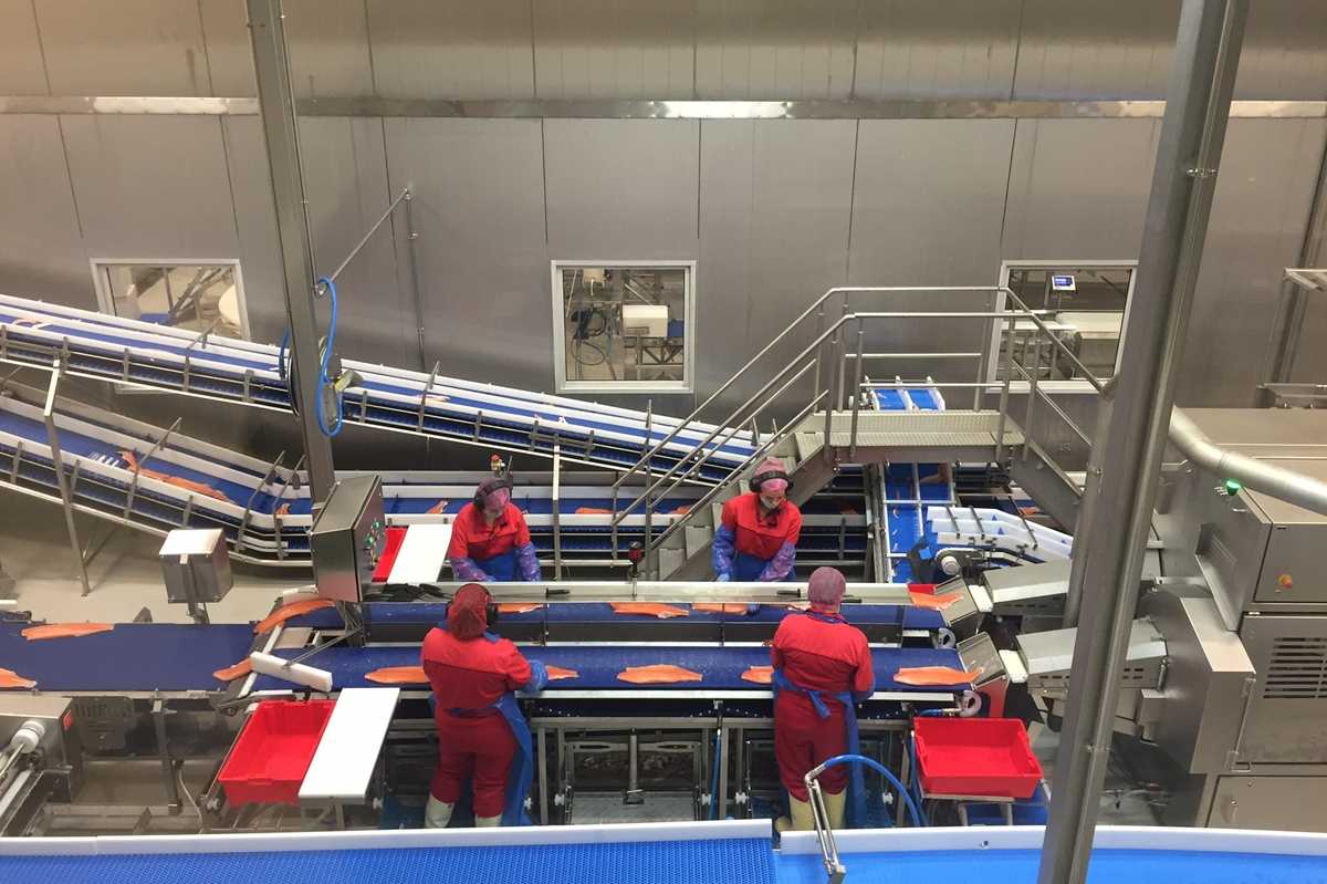 Arkivfoto fra Lerøy Auroras prosessanlegg på Skjervøy i Troms. Foto: NFD