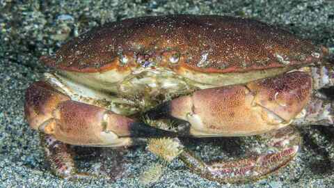 Taskekrabbe. Foto: Erling Svensen / Havforskningsinstituttet