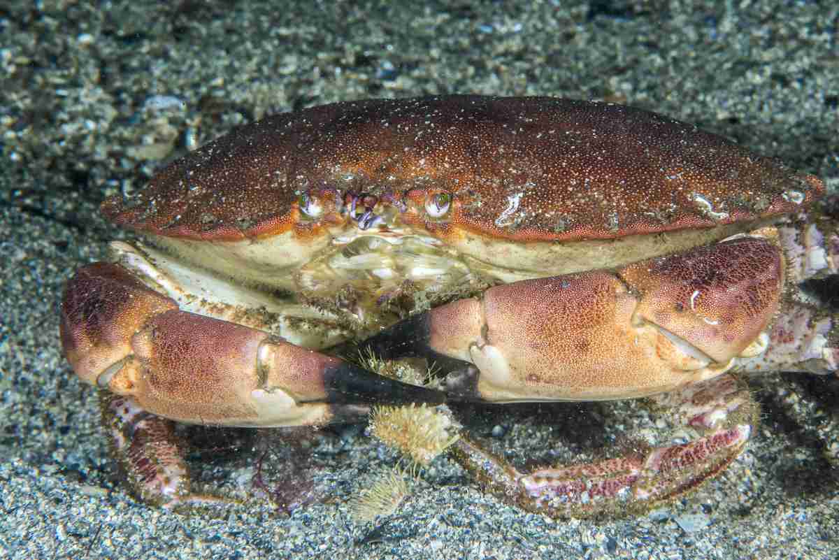 Taskekrabbe. Foto: Erling Svensen / Havforskningsinstituttet