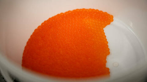 Når stamfisken gyter om sommeren, får eggene mindre nivå av viktige næringsstoffer. Foto: Erlend A. Lorentzen / Havforskningsinstituttet