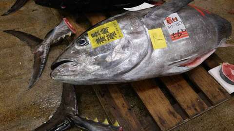 Tunfisk på Tsukiji fiskemarked i Tokyo. Illustrasjonsfoto: L. Nordøen