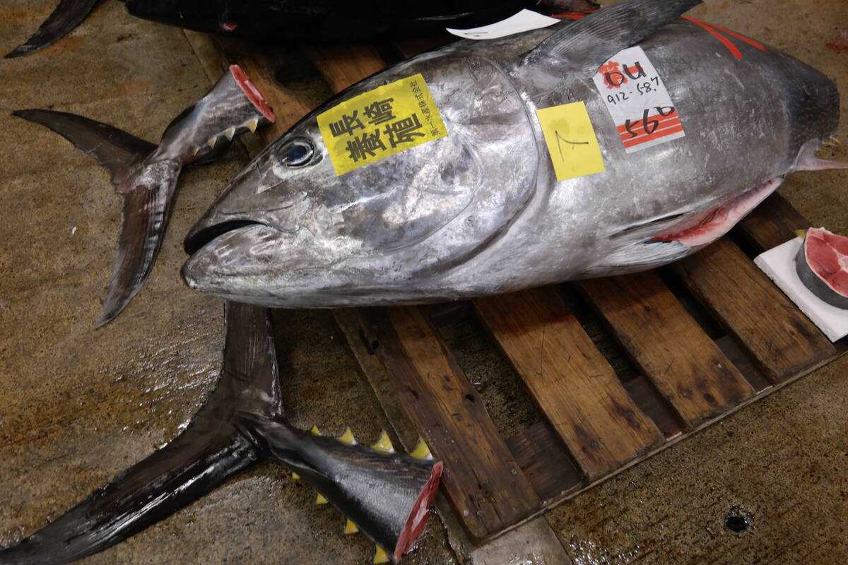 Tunfisk på Tsukiji fiskemarked i Tokyo. Illustrasjonsfoto: L. Nordøen
