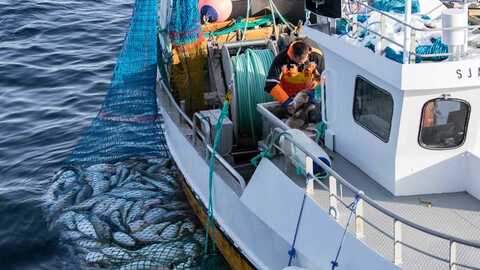 Illustrasjonsfoto: Vegard Oen Hatten / Fiskeridirektoratet