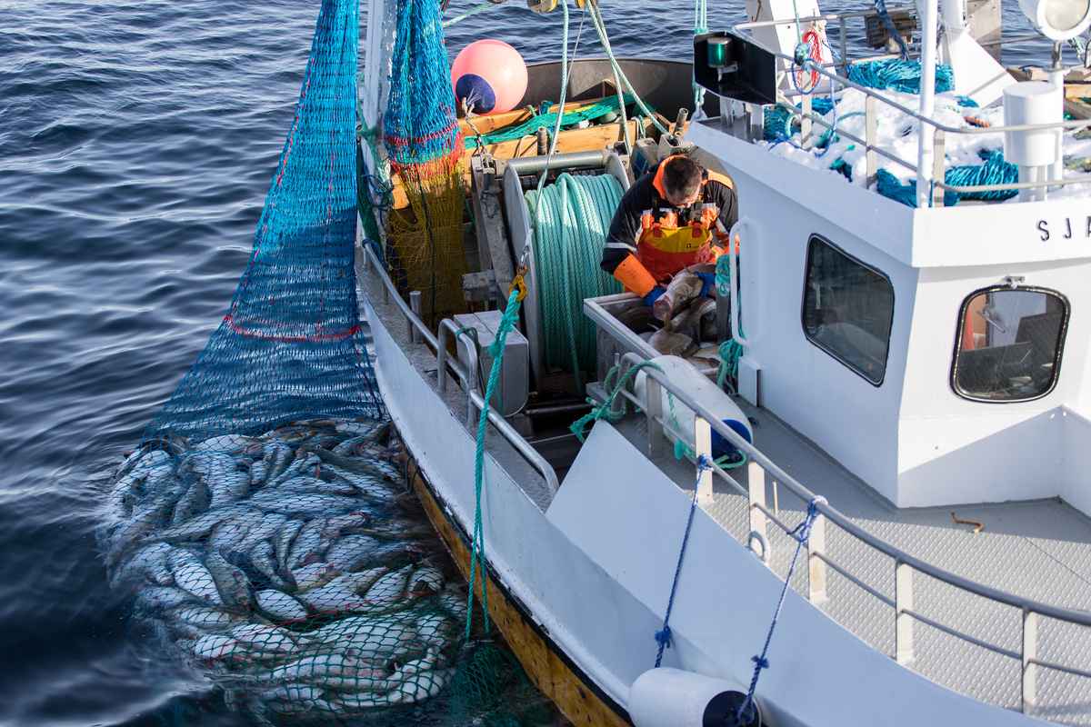 Illustrasjonsfoto: Vegard Oen Hatten / Fiskeridirektoratet