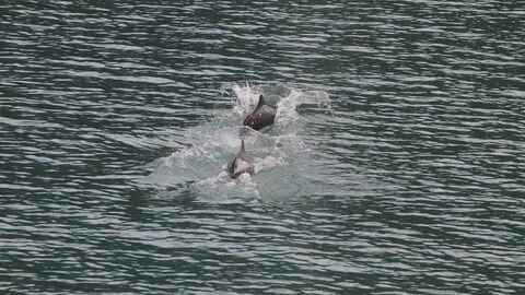 To niser som jager fisk. Illustrasjonsfoto: Kjell-Arne Fagerheim / Havforskningsinstituttet