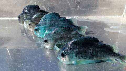 Mattilsynet mener oppdretterne må dokumentere en vesentlig bedring dersom de fortsatt skal bruke rensefisk i kampen mot lakselus. Bildet viser avlivet rognkjeks. Foto: Mattilsynet